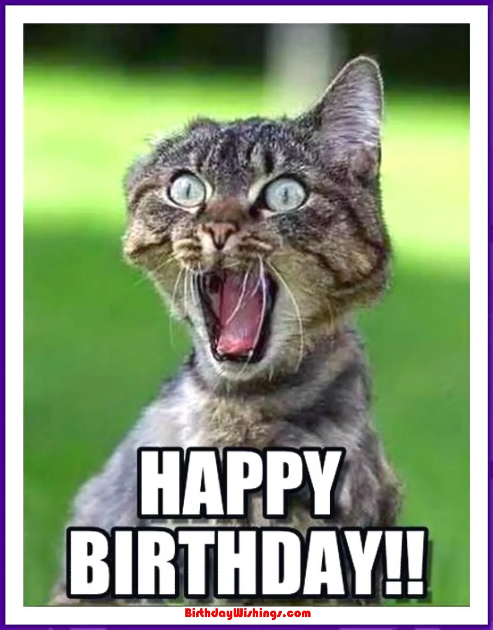 Ảnh 2 minh hoạ meme happy birthday