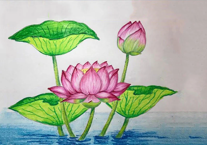 Mẫu 1: tranh vẽ hoa sen đẹp