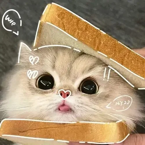 Full 91 Ảnh Avatar Mèo Con Cute cho ai thích vibe nhẹ nhàng vui mắt và đầy năng lượng tích cực