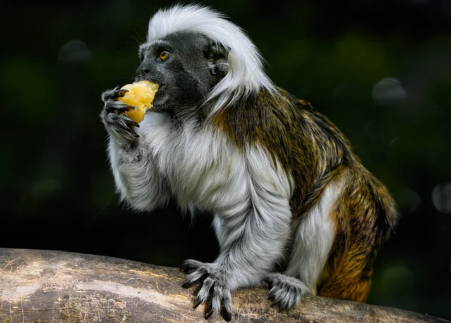 10000+ Monkey Banana & ảnh Con Khỉ miễn phí - Pixabay