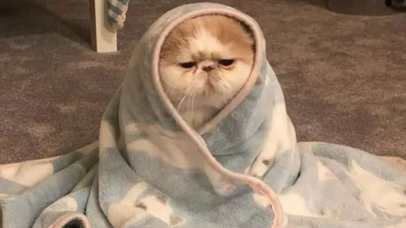Top meme mèo biểu cảm khó chịu