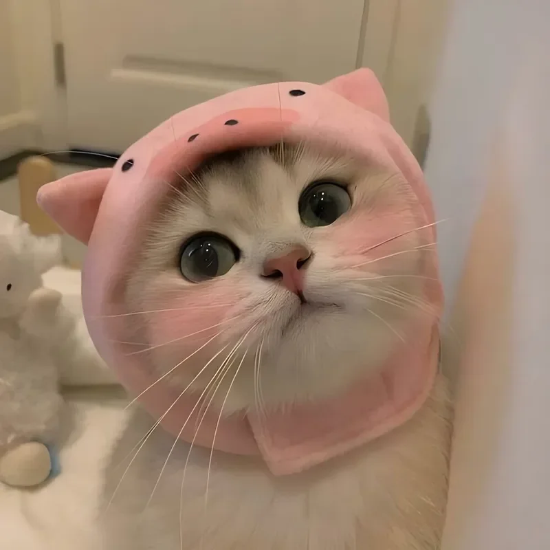 Tải ngay meme mèo hài hước để troll bạn bè cực vui