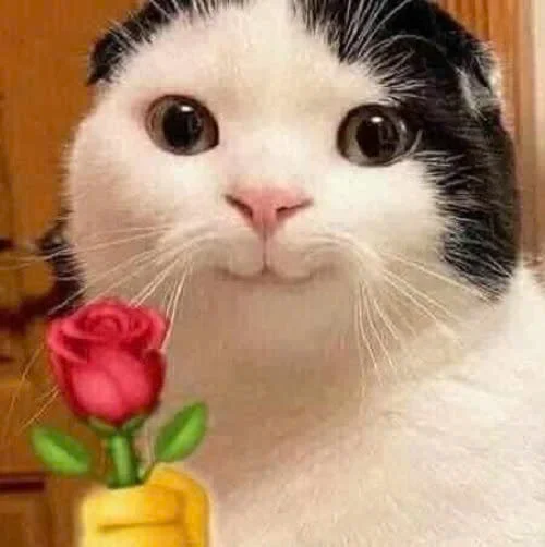 500+ meme mèo bựa, cute, khóc cười siêu vô tri hài hước cho các sen (2)