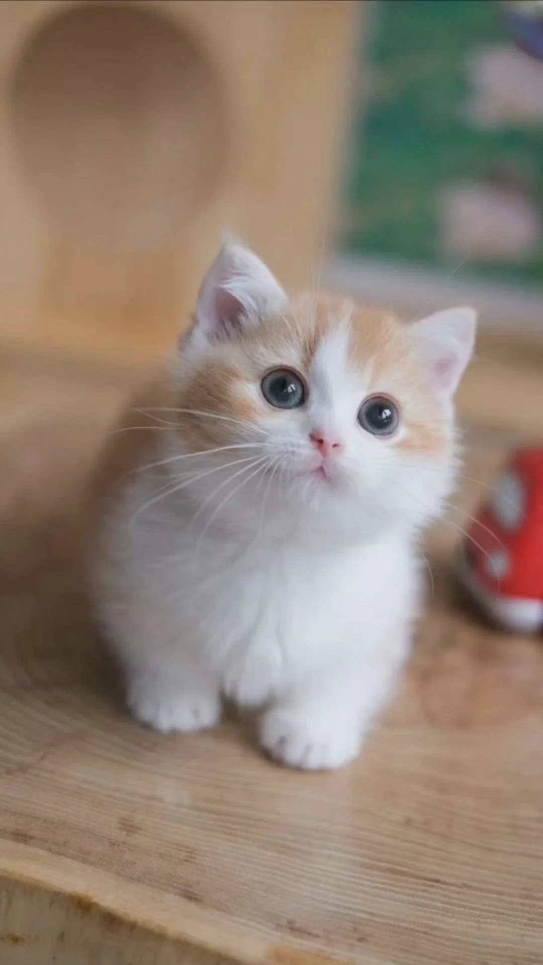 Hình nền Zalo mèo con ngồi trên gỗ