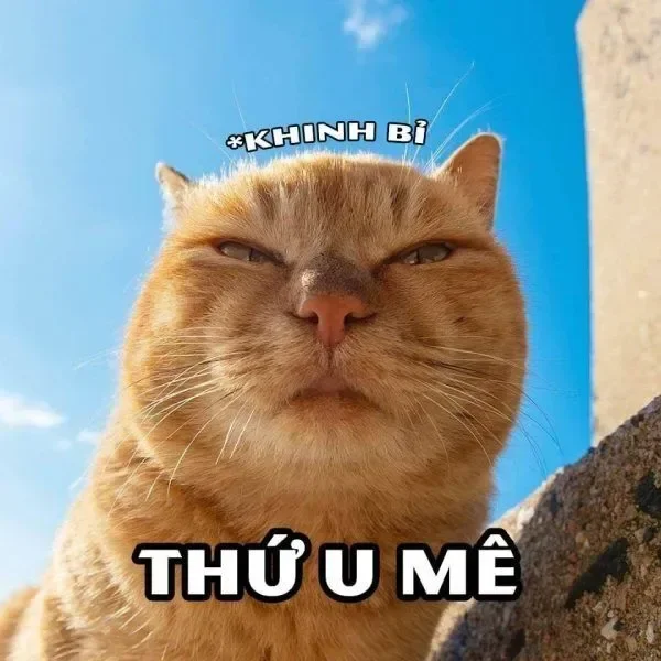 meme khinh bỉ thứ u mê