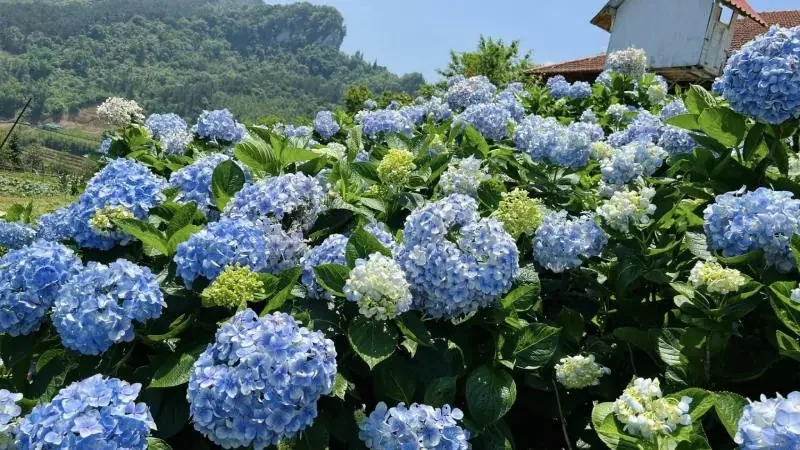 Top 20 Loài Hoa Đẹp Nhất Thế Giới Và Việt Nam - ảnh hoa cẩm tú cầu - hình 1