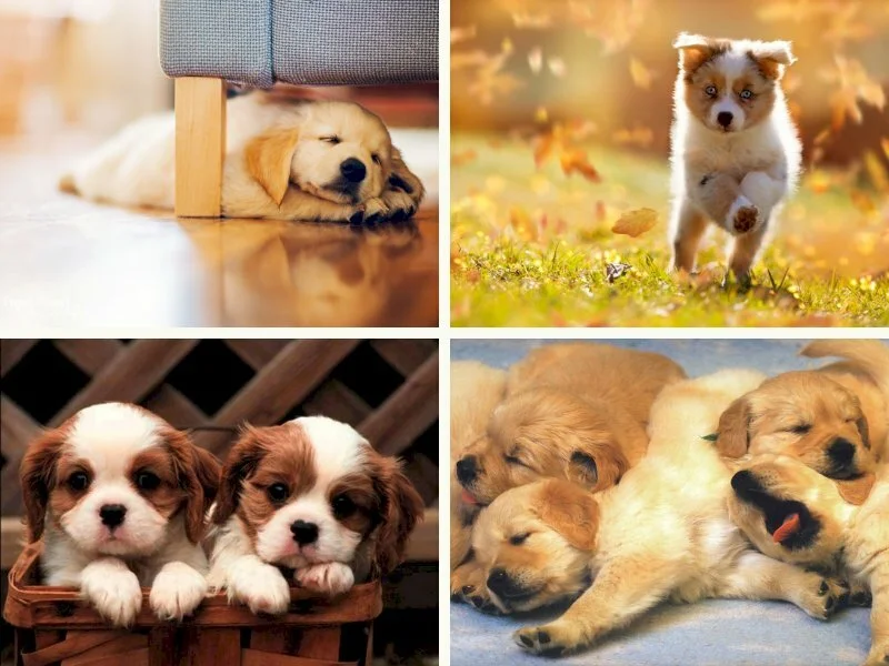 101 ảnh chó con dễ thương, cute nhất, chất lượng cao, tải miễn phí