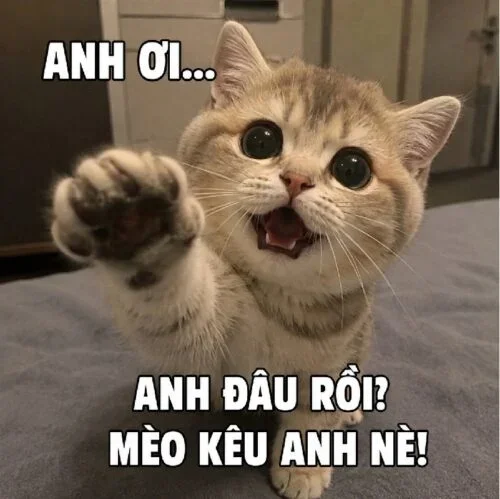 Meme mèo kêu anh ơi dí dỏm, gây bão cộng đồng mạng