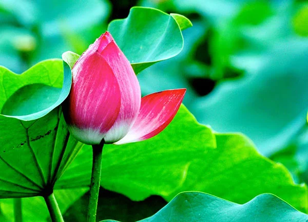 Ý nghĩa hoa sen chắc rằng rất ít Bạn biết hết về các ý nghĩa này
