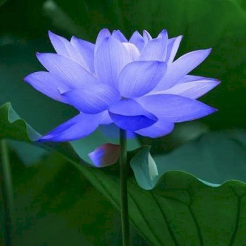 Top 101 hình ảnh hoa sen xanh đẹp nhất (2)