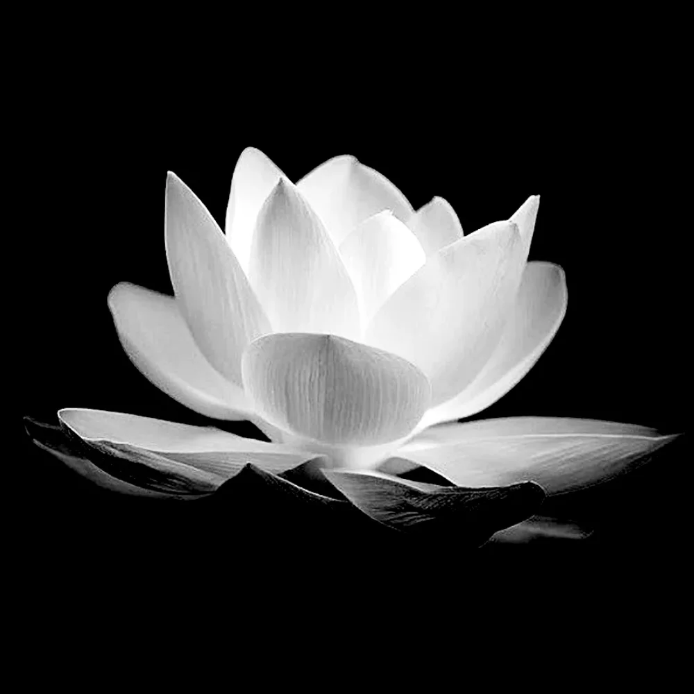 Hoa sen trắng: Ý nghĩa, avatar, hình ảnh hoa sen trắng đám tang