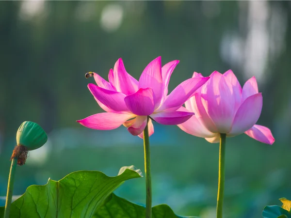 Hoa Sen: Ý Nghĩa, Nguồn Gốc và Công Dụng – Flosa