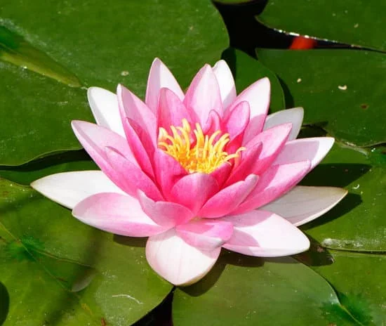 Hình Ảnh Hoa sen | Canva
