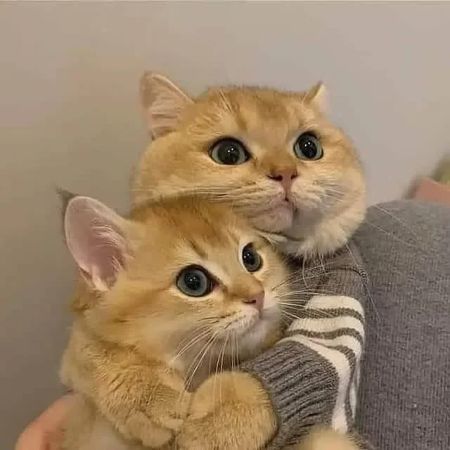 Meme con mèo dễ thương với hai chú mèo vàng đang ôm nhau