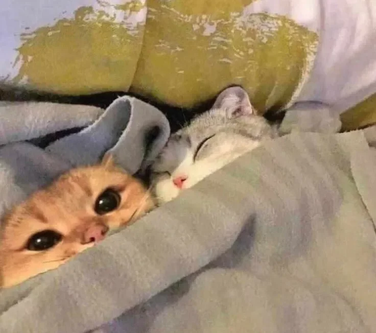 Meme con mèo đáng yêu đang ngủ cuộn tròn trong chăn ấm áp