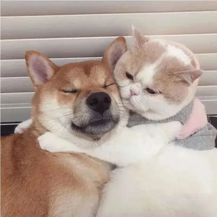 Meme con mèo và chú chó Shiba đang ôm nhau ngủ cực kỳ dễ thương