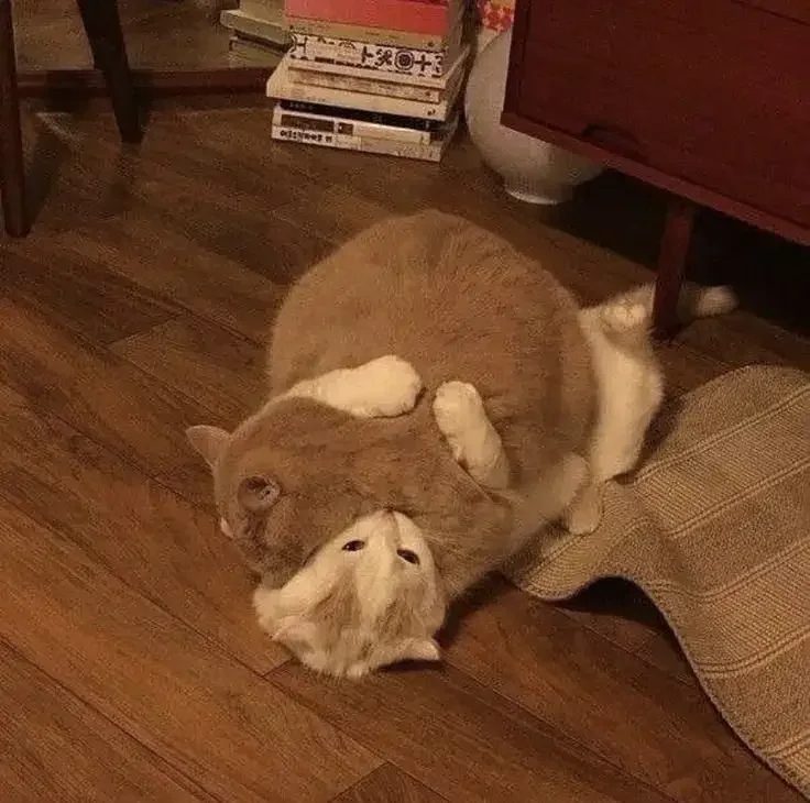 Hai chú mèo đang đùa nghịch với nhau trên sàn nhà tạo nên meme con mèo đáng yêu