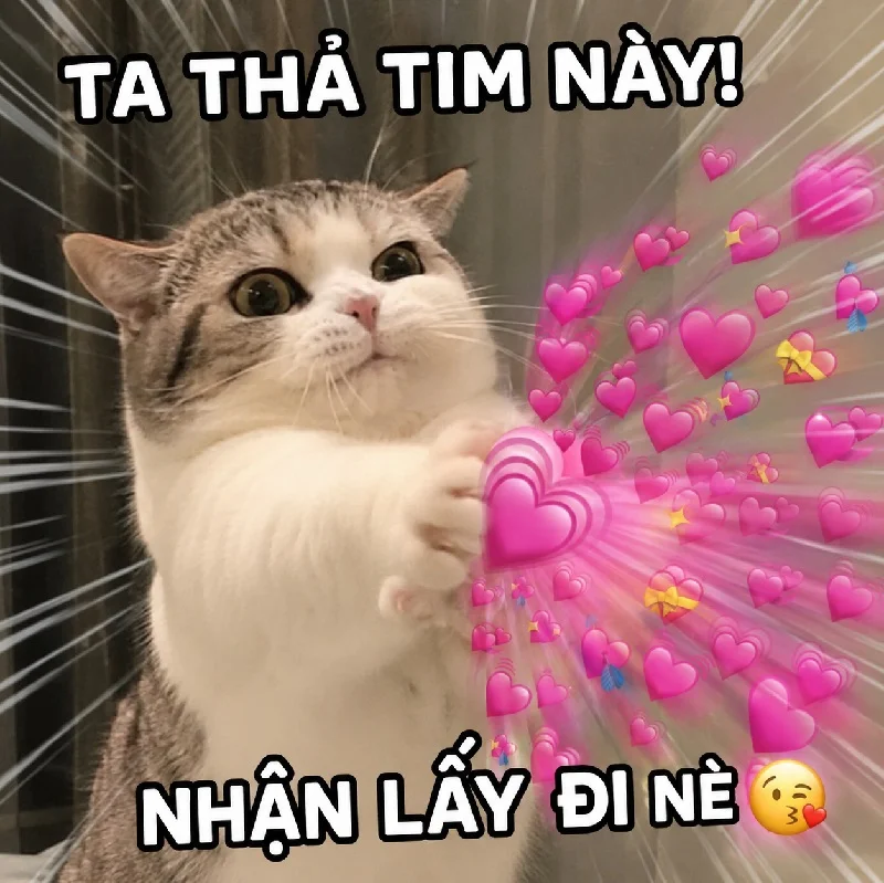 146+ Meme Mèo Thả Tim cute lãng mạn nhìn là đổ gục