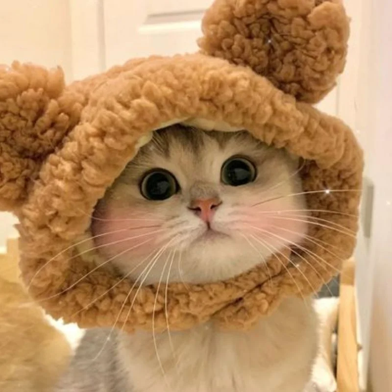 99+ Avatar ảnh mèo cute, đáng yêu, ngộ nghĩnh siêu hot