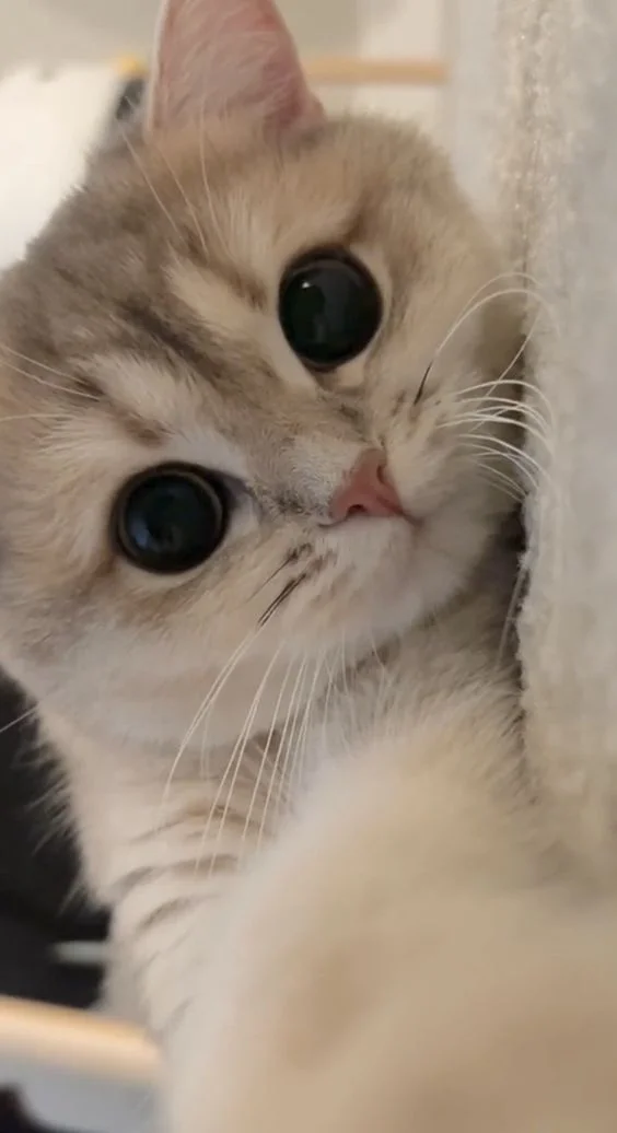 199+ Hình nền mèo cute, đẹp, ngầu 4K cho điện thoại, máy tính
