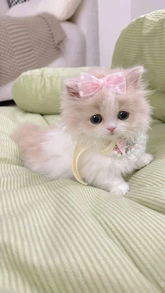199+ Hình nền mèo cute, đẹp, ngầu 4K cho điện thoại, máy tính (2)