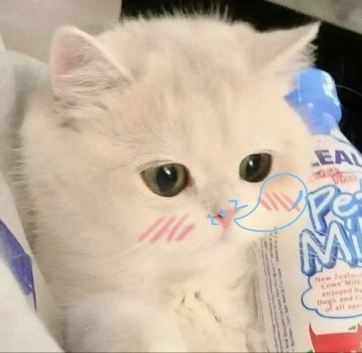 245+ Hình Nền Mèo Cute Dễ Thương Bộ Sưu Tập Đáng Yêu Dành Cho Bạn