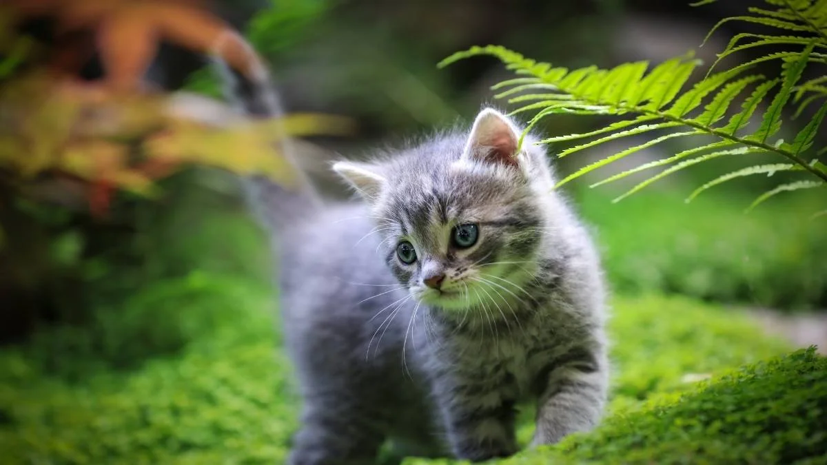 Hình nền mèo cool ngầu