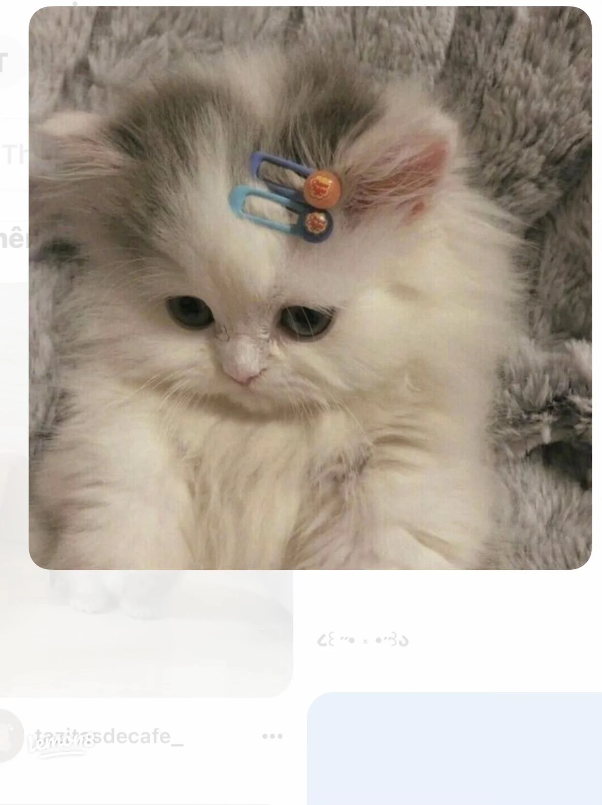 Mèo con đáng yêu: Ảnh mèo cute siêu xinh với kẹp tóc xanh