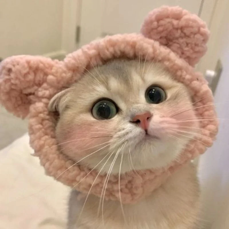 99+ Avatar ảnh mèo cute, đáng yêu, ngộ nghĩnh siêu hot (2)