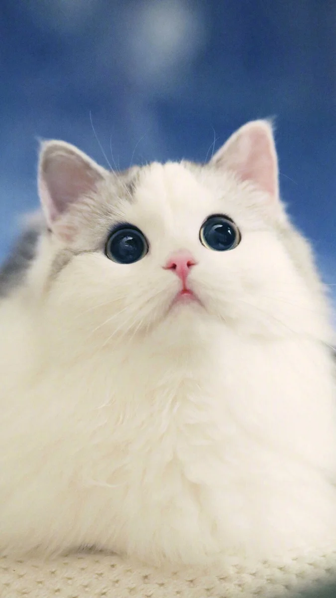 Hình nền điện thoại con vật cute