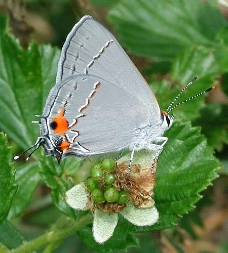 Hình ảnh bướm đẹp (4)