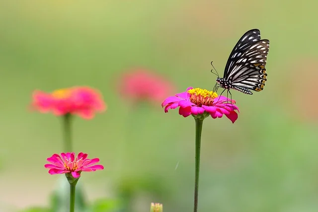 30000+ Butterfly & hình ảnh bướm đẹp nhất - Pixabay