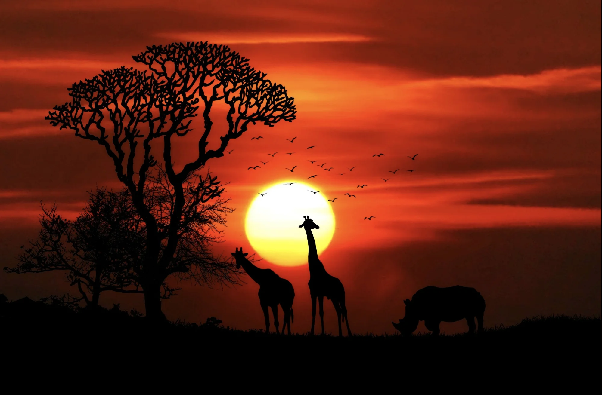 Hoàng hôn đỏ cam với hươu cao cổ và cây silhouet savanna