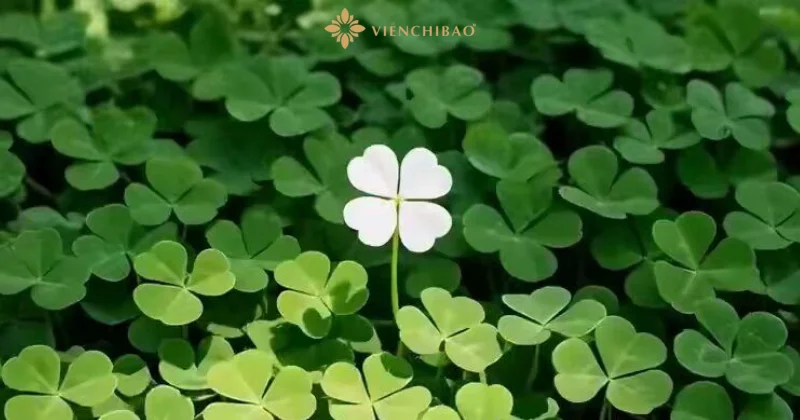 Ý nghĩa cỏ 4 lá là gì? Biểu tượng may mắn, hy vọng và tình yêu được cả thế giới yêu thích - Viễn Chí Bảo