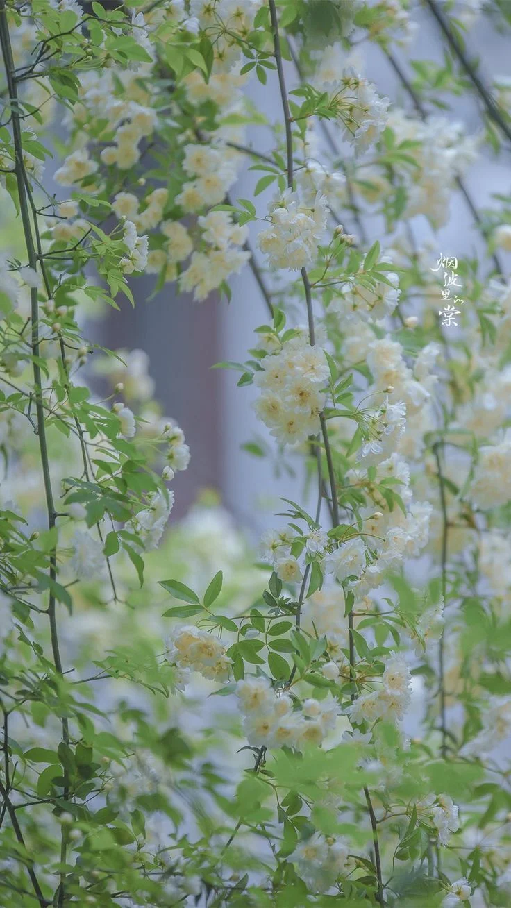 Album ảnh thiên nhiên (13)