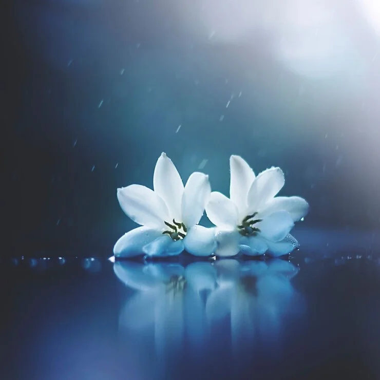 Album ảnh thiên nhiên (9)