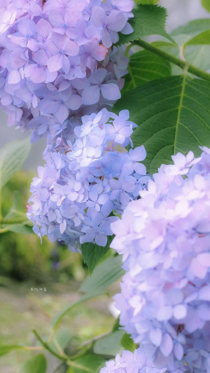 Album ảnh thiên nhiên (4)