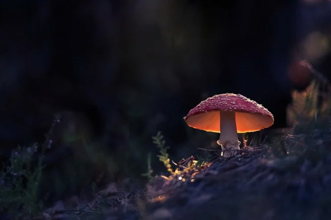kho ảnh đẹp về cây nấm Amanita muscaria rực rỡ trong rừng sâu