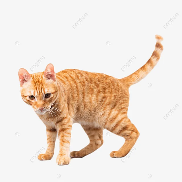 Hình ảnh con mèo cute lông vàng vằn đang đứng với dáng vẻ đáng yêu