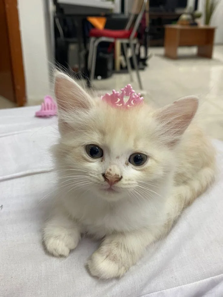 Hình ảnh con mèo cute lông xù đội vương miện công chúa màu hồng cực đáng yêu