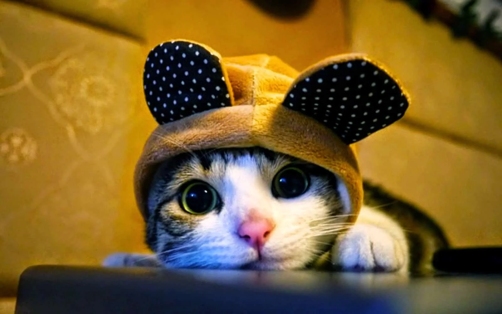 Hình ảnh con mèo cute đội mũ tai gấu cực kỳ đáng yêu với đôi mắt to tròn long lanh