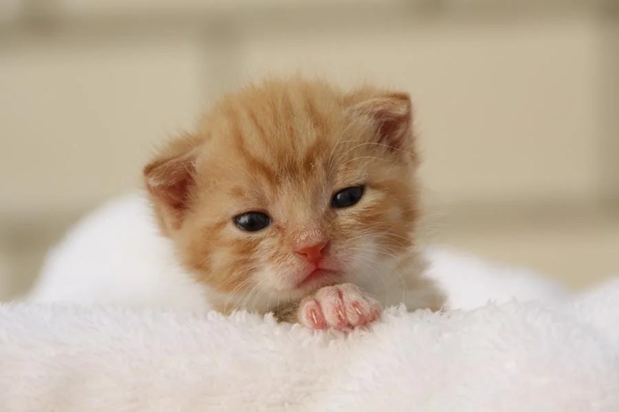 Hình ảnh con mèo cute màu cam lông vàng đang nằm trên chăn trắng vô cùng đáng yêu