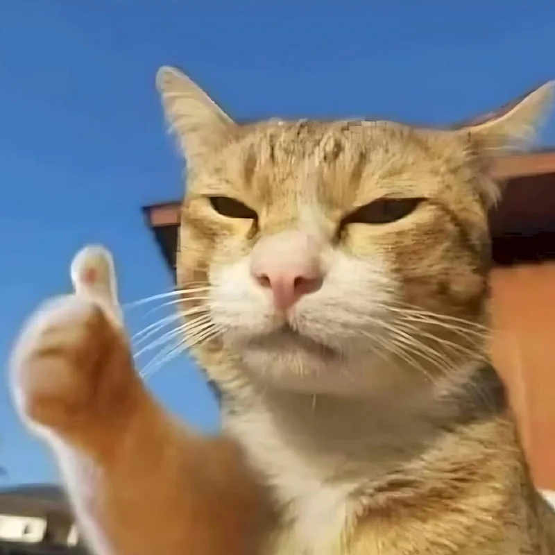 Ảnh meme mèo cười chỉ tay chất lượng cao