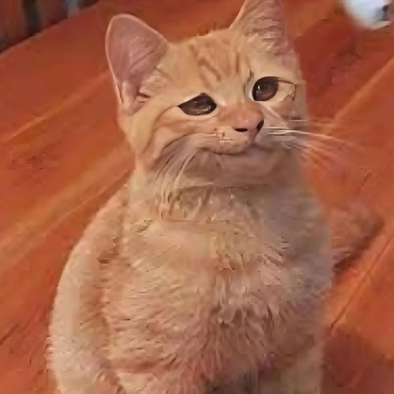 hình Meme mèo cười nhếch mép đểu giả