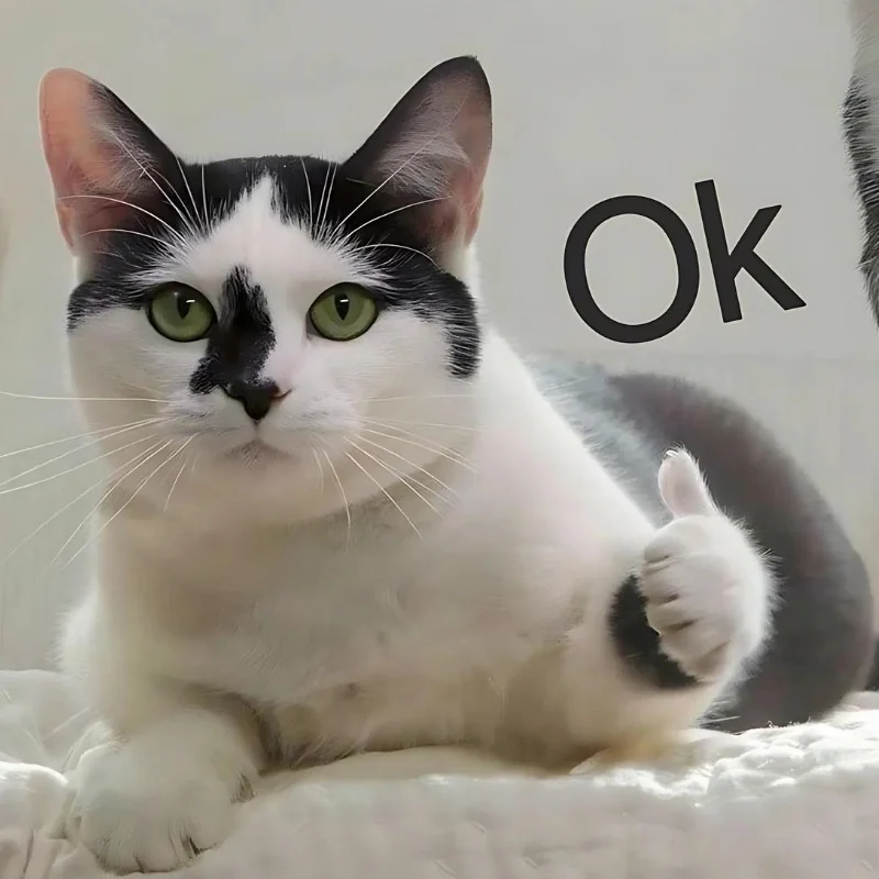 tải Ảnh meme mèo cười chỉ tay ok