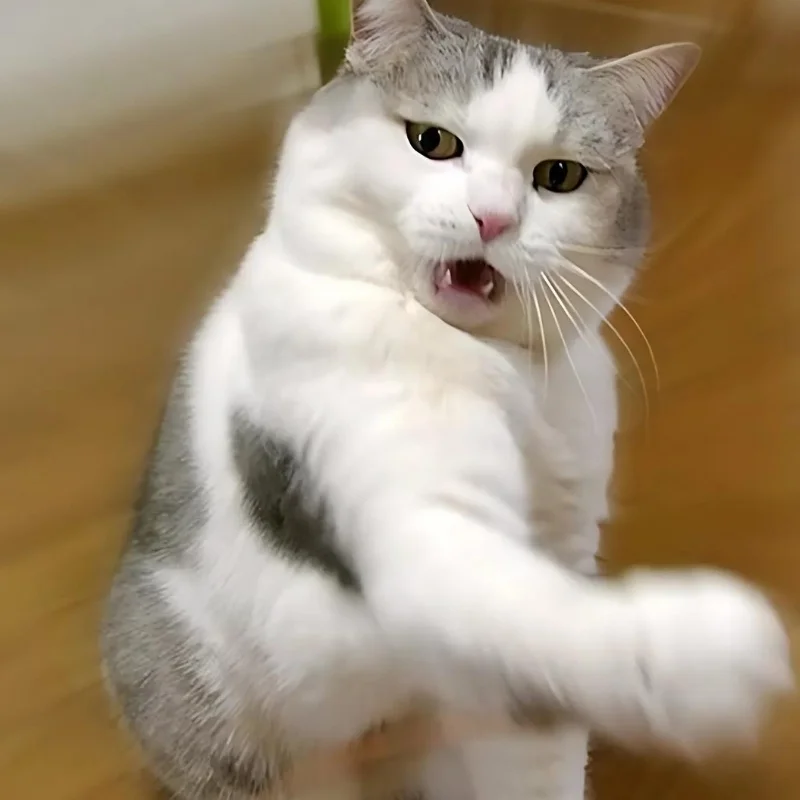 Ảnh meme mèo cười chỉ tay muốn cắn