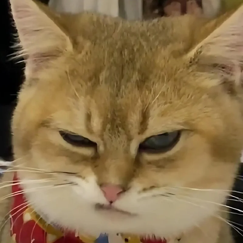 Meme mèo cười nhếch mép đểu giả 4k
