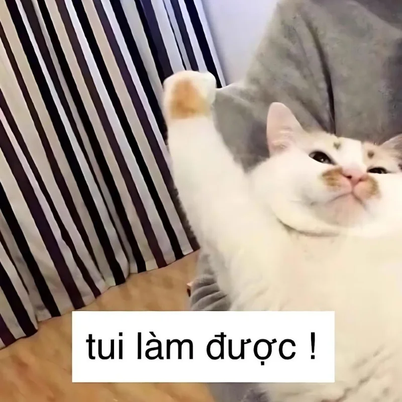 Ảnh meme mèo cười chỉ tay làm việc