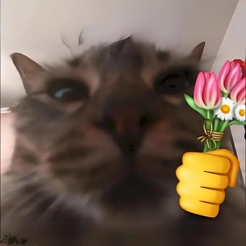 Ảnh meme mèo cười chỉ tay mới nhất